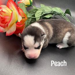 Peach - Wolf sable female Pomsky puppy in Venus, Pennsylvania from Hemlock Pines Pomsky