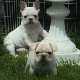 French Bulldog All Grown Up from Crestagard