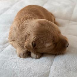 Yellow (Girl 1) - Red  female Goldendoodle puppy in Portland, Oregon from Smith Family Doodles