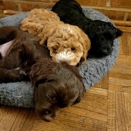 Cockapoo Puppies from Cano Cockapoos