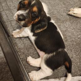 Kiri - Black brown and white female Basset Hound puppy in Surprise, Arizona from Howlin Hounds