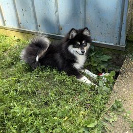 Billy - Tri-color male Pomsky puppy in Bucyrus, Missouri from Hill Top Pomskies