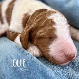 Louie - Apricot Parti Boy - Parti male Poodle puppy in Hickory, North Carolina from Wild Grace Farm Pups