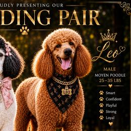 Poodles from KD's Luxury Nursery