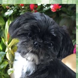 Betty - Shih Tzu