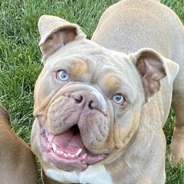 Millie - Bulldog