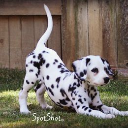 Dalmatian Puppies from Spothaven Dalmatians
