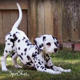 Dalmatian Puppies from Spothaven Dalmatians