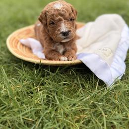 Honey - Red  male Goldendoodle puppy in Battleground, Washington from Doodles Delight PNW