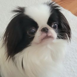 GALA - Japanese Chin