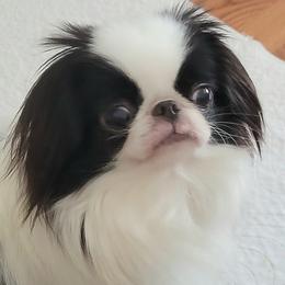 GALA - Japanese Chin