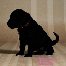 Lexus - Black female Goldendoodle puppy in Sanderson, Florida from Serenity Goldendoodles