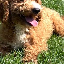 Goldendoodles from Woodland Acres