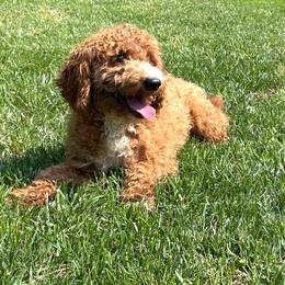Goldendoodles from Woodland Acres