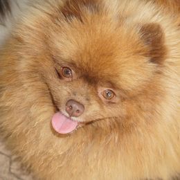 Nevler Coco Chanel - Pomeranian