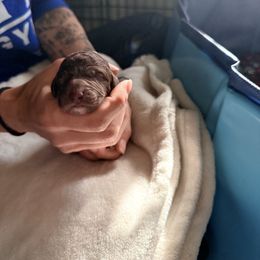 Chocolate Male - Brown male Poodle puppy in Mendenhall, Mississippi from Red Bayou Kennels, LLC