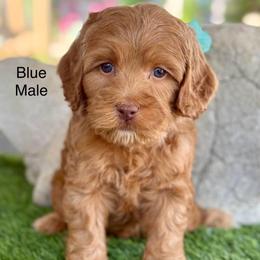 Blue color - Caramel male Australian Labradoodle puppy in Anderson, California from Shaggy Doodles