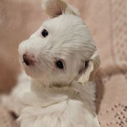 MIA - White female Maltipoo puppy in Simpsonville, South Carolina from Bundle of Joy Maltipoo