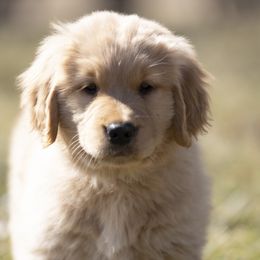 Golden Retriever Puppies from Welch Family Golden Retrievers