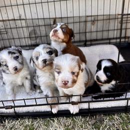 Miniature Australian Shepherd Puppies from Wild Outlaw Aussies