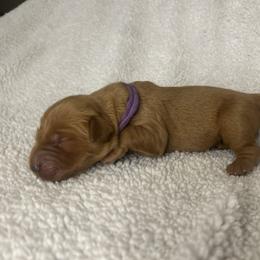 Golden Retriever Puppies from Nomadic Reds