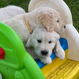 Golden Retriever Puppies from Cedar Goldens