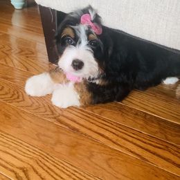 Bernedoodle and Goldendoodle Puppies from Cottrell’s Poodles & Doodles