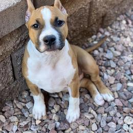 American Staffordshire Terrier Puppies from Liberty Am Staffs