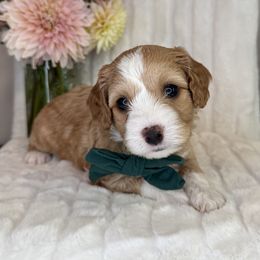 Chandler - Green Collar - Apricot male Cavapoo puppy in South Jordan, Utah from Simply Sweet Paws. LLC