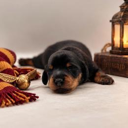 Hagrid - Black and tan male Dachshund puppy in Port Saint Lucie, Florida from ThePuppyVille