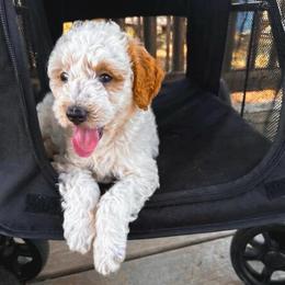 Blessing ( Toy size) - Parti male Goldendoodle puppy in Russell Springs, Kentucky from Milk & Honey Doodles