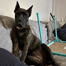 Cane Corso All Grown Up from Mass Cane Corso