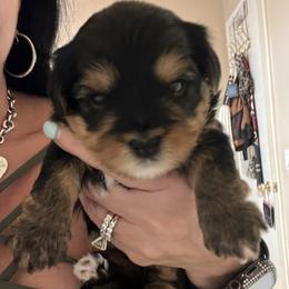 Yorkshire Terrier puppies from Elite Yorkies AZ