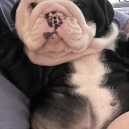 Bulldog Puppies from Black Creek English Bulldogs