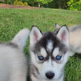 Siberian Husky Puppies from Kentucky Huskies