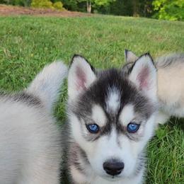 Siberian Husky Puppies from Kentucky Huskies