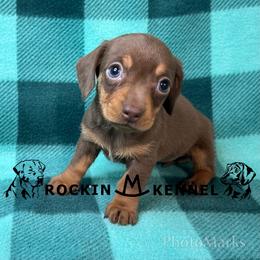 Chocolate - Chocolate and tan female Dachshund puppy in George West, Texas from Rockin M Kennel