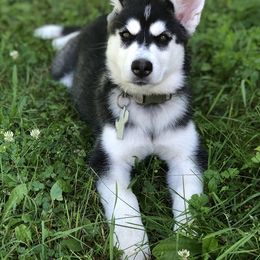 Siberian Husky Puppies from Rocket City Huskies