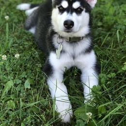 Siberian Husky Puppies from Rocket City Huskies