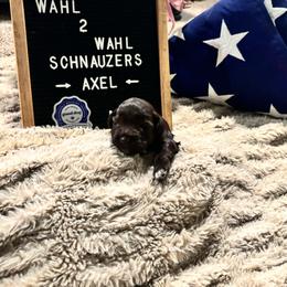 Axel - Liver male Miniature Schnauzer puppy in Littleton, Colorado from Wahl 2 Wahl Schnauzers