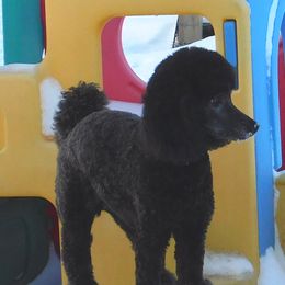 Piper - Poodle