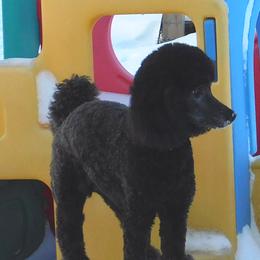 Piper - Poodle