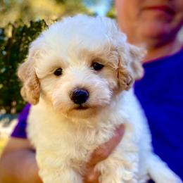 Knox (AKA Butterball) - Parti male Poodle puppy in Alpine, Alabama from Alpine Acres Poodles