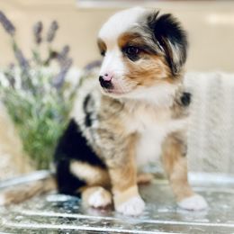 Australian Shepherd and Miniature Australian Shepherd Puppies from Integrity Aussies Tx