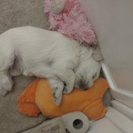 Agnes (Aggie) - White female Miniature Schnauzer puppy in Carriere, Mississippi from Pea Patch Schnauzers