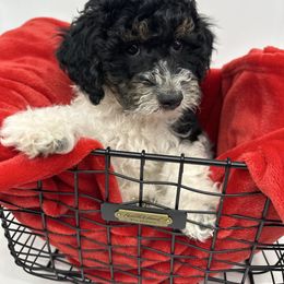 Virginia Pine - Tri-color female Cavapoo puppy in Austin, Texas from Doodles of Central Texas