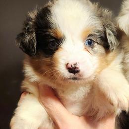 Blue merle boy 2 - Blue merle male Toy Australian Shepherd puppy in Hampton, Tennessee from TC Farms Stock Dogs - Miniature Australian Shepherds