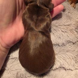Chocolate - Chocolate female Dachshund puppy in West Plains, Missouri from Spring Creek Dachshunds