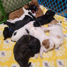 Poodle Puppies from Silly's Standard Poodles