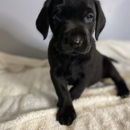 White Collar - Black Labrador Retriever puppy in Beulaville, North Carolina from H & S Retrievers